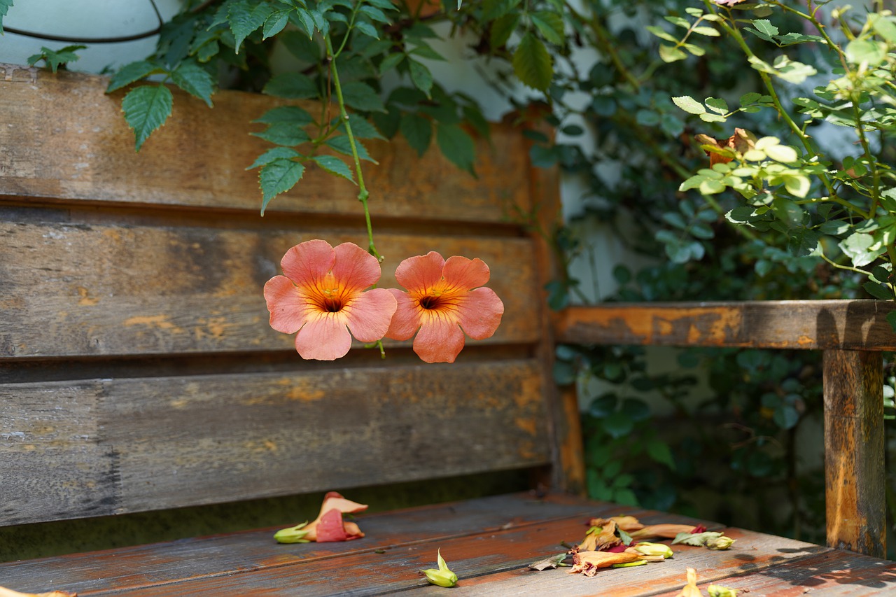 campsis radicans ge0707af89 1280