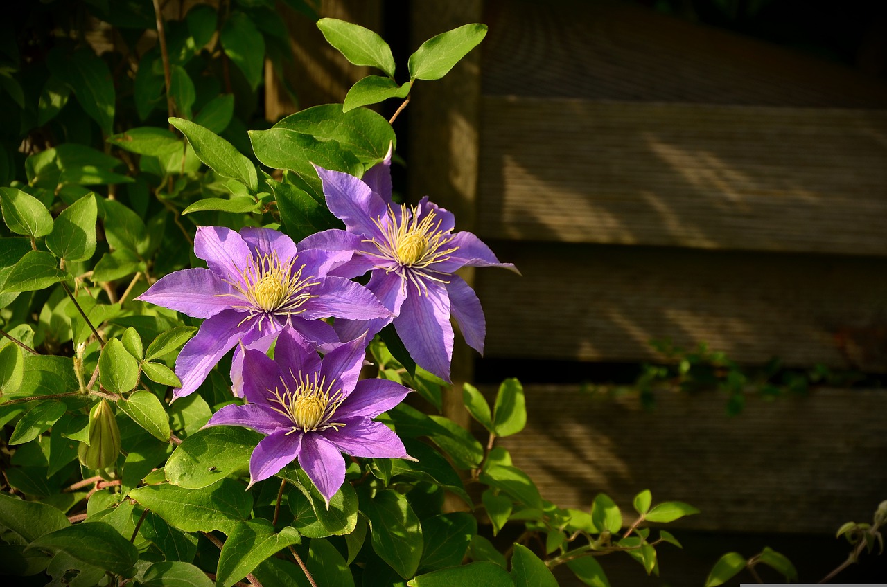 clematis g90228907c 1280
