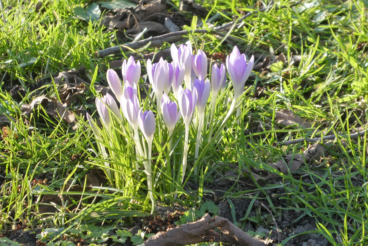 crocus g72827c9fe 1280