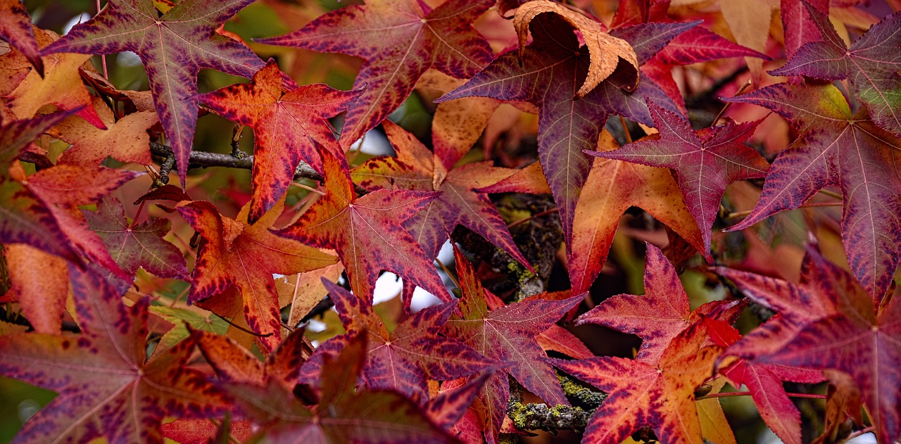 fall gc9ef1cf79 1280