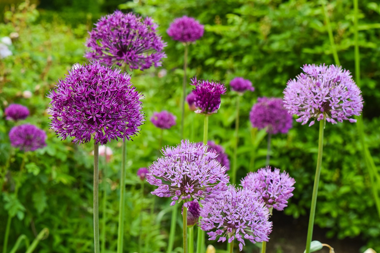 flower-g8ef587e2d_1280.jpg