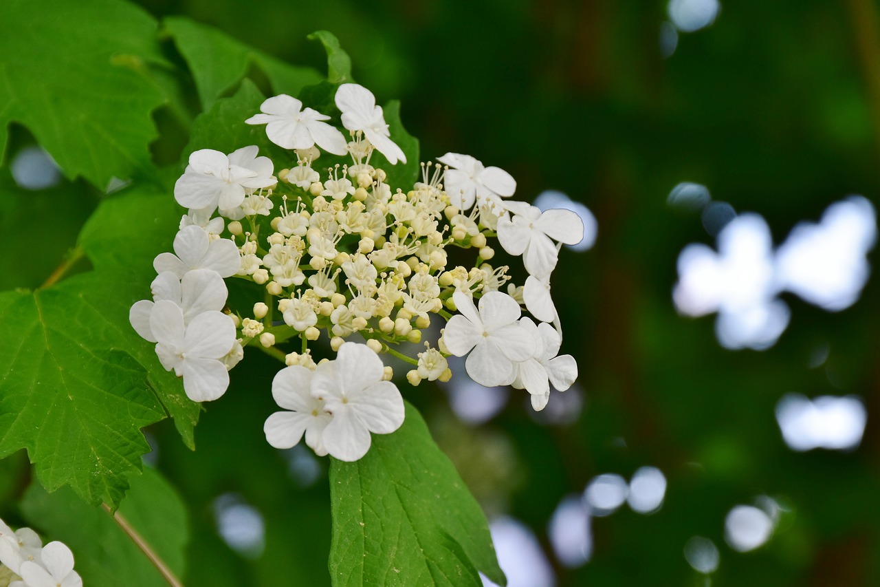 hydrangea gc85ed4662 1280
