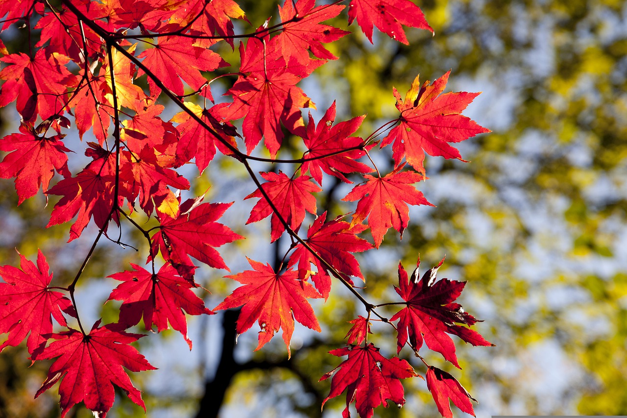 maple leaves g020dbed8a 1280