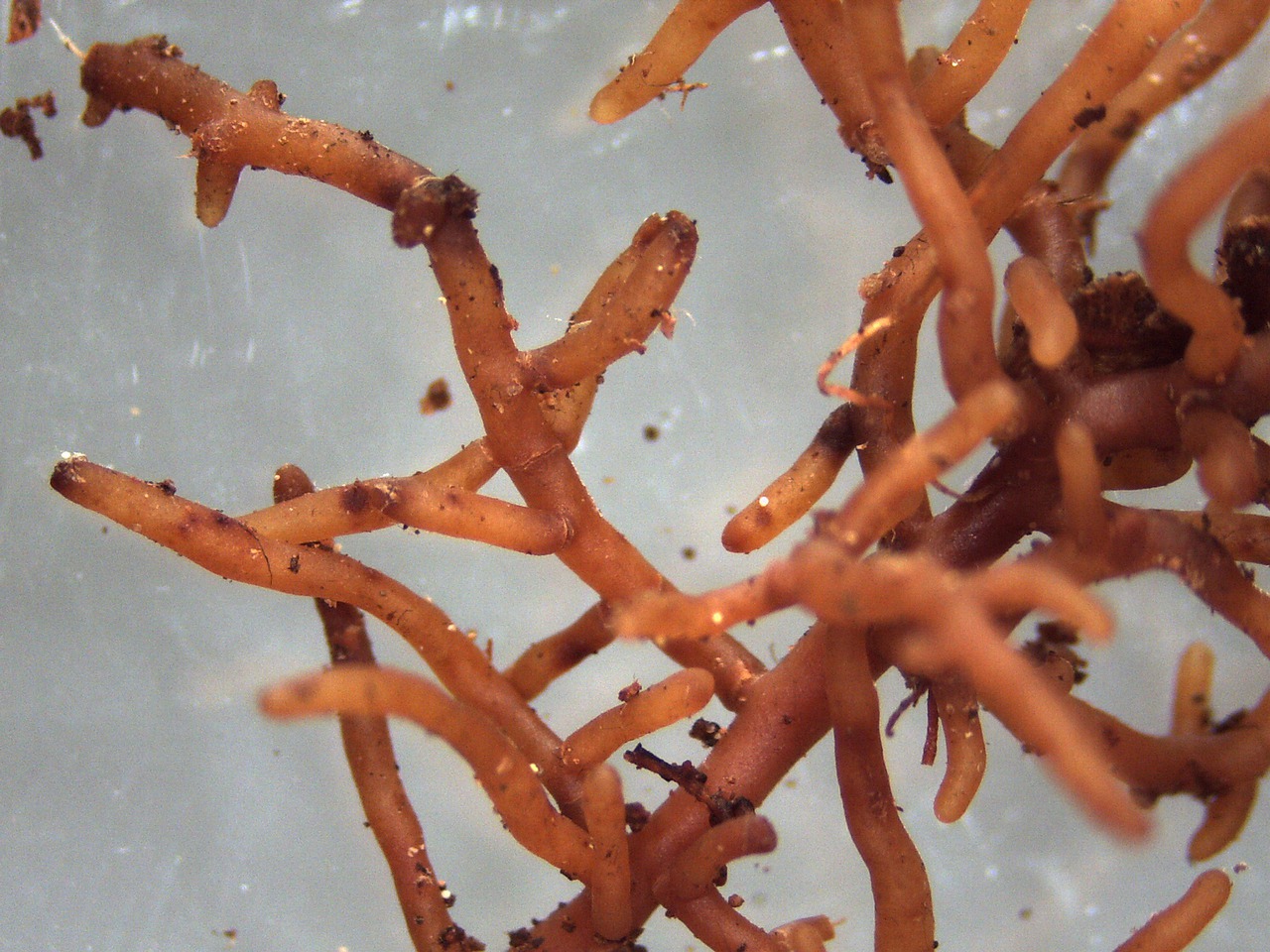 mycorrhiza g9161a3737 1280