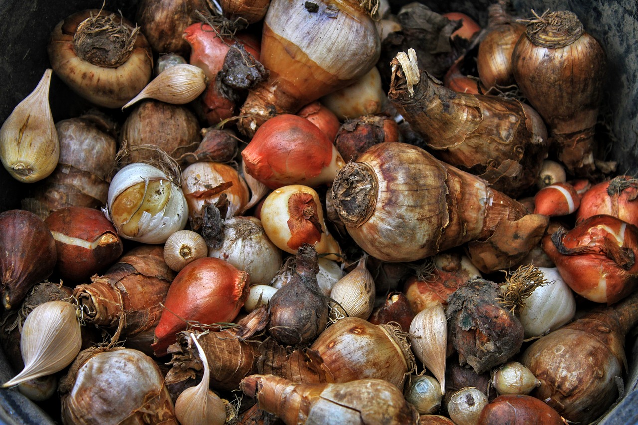 onions ga563af95a 1280