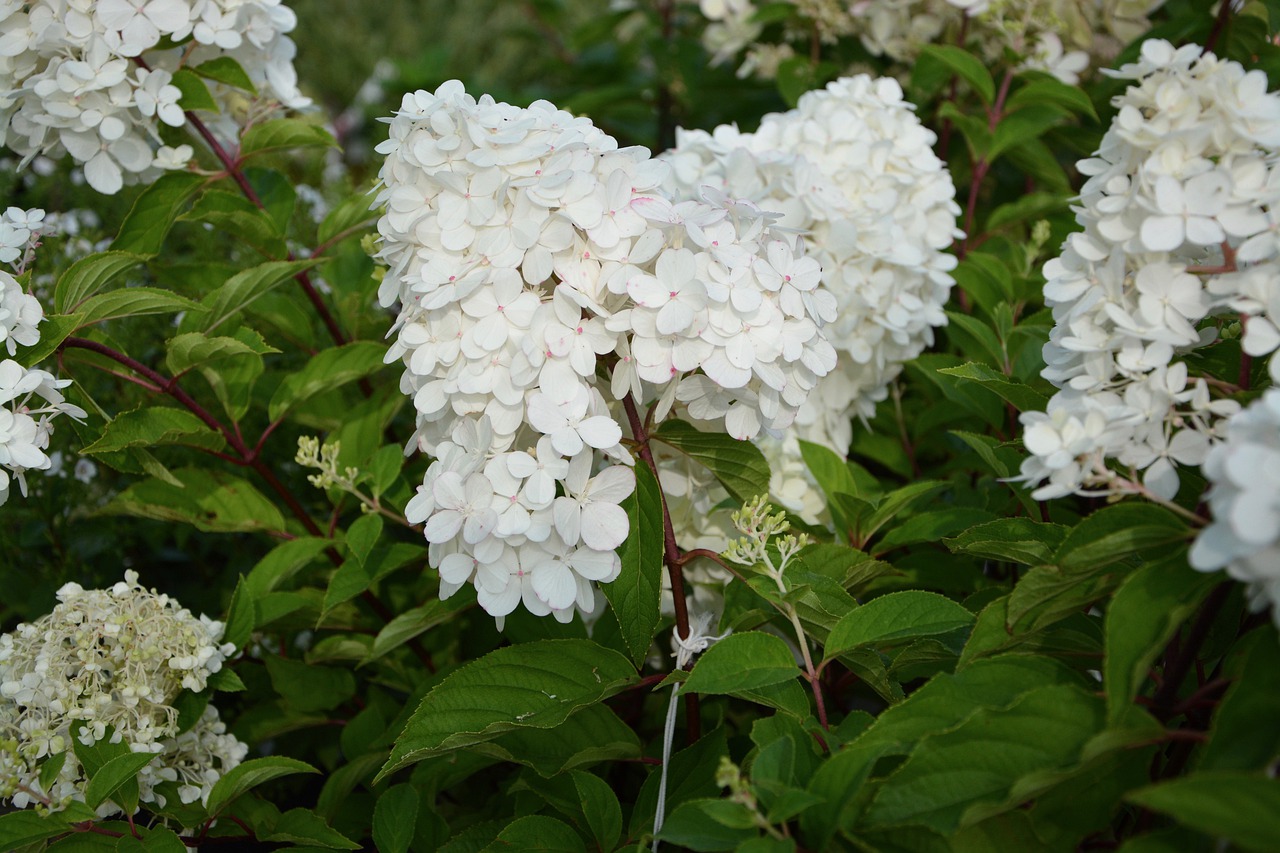 plant gffd6ab350 1280