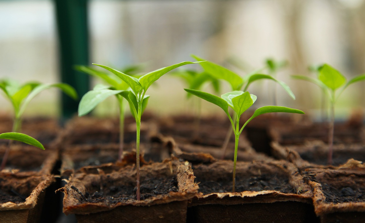 seedling gebc643c5c 1280