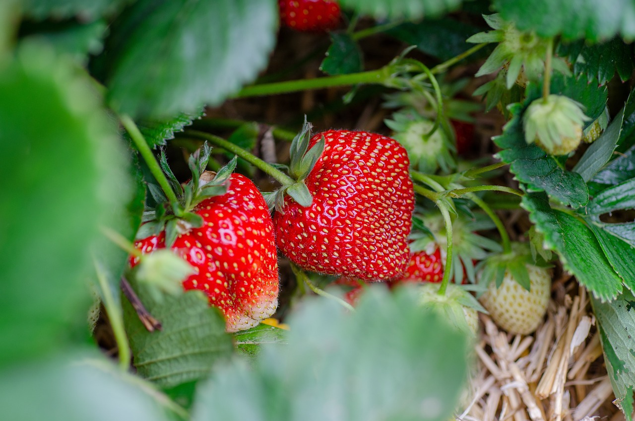 strawberries gd56a5c560 1280