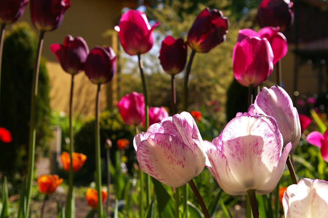 tulips g20a407a2c 1280