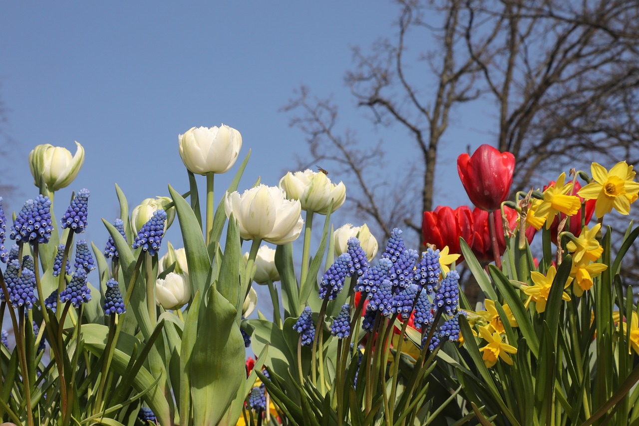 tulips g580ce4a76 1280