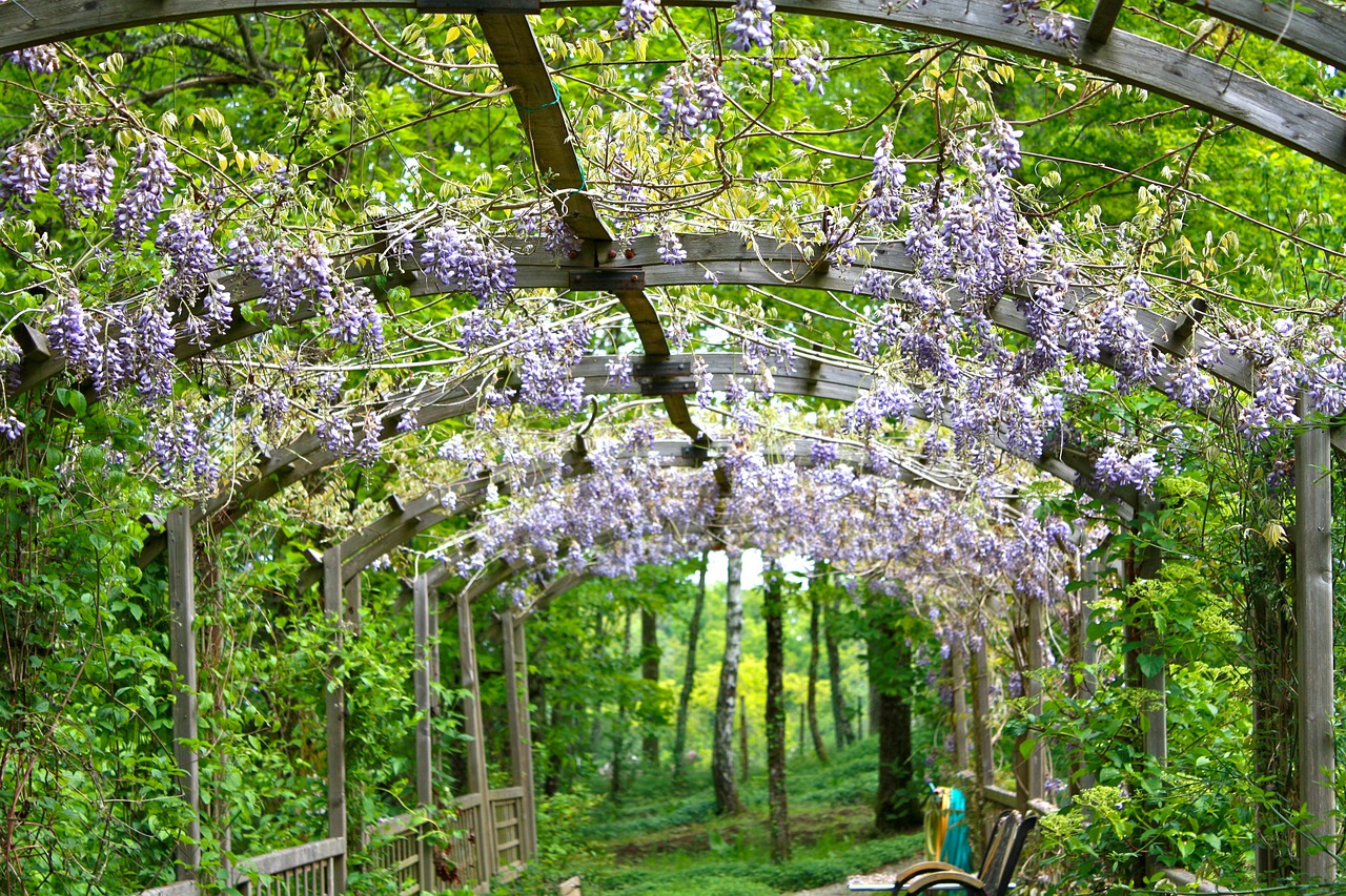 wisteria gc9de1a859 1280